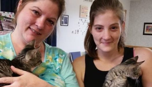 Sibling kittens adopted together!