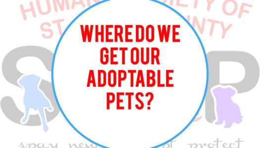 Where do our adoptable pets come from?