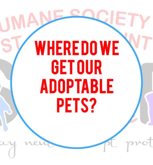 A logo of where do we get our adoptable pets
