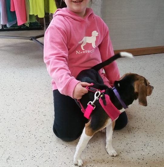 A young girl with a beagle in a harness.