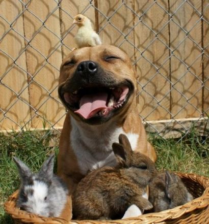 A chick sitting on top of a dog with bunny in front