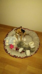 A small dog laying in a dog bed with stuffed animals.