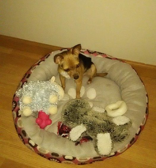 A small dog laying in a dog bed with stuffed animals.