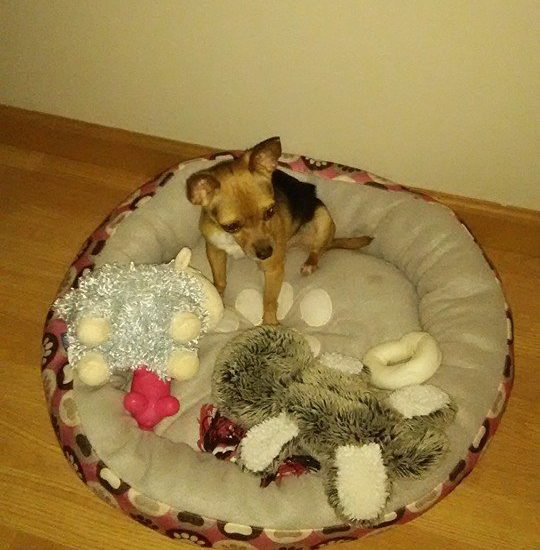 A small dog laying in a dog bed with stuffed animals.
