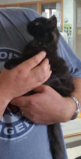 A man holding a black kitten in his arms.