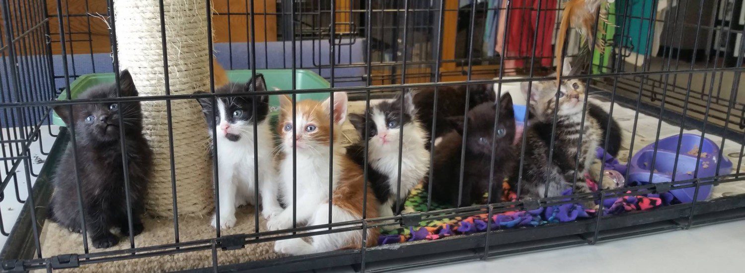 A lot of kittens sitting inside a cage
