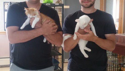 Double Kitty Adoption!