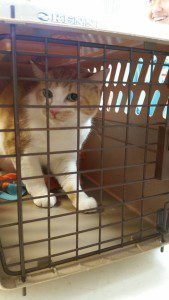 An orange and white cat sitting in a crate.