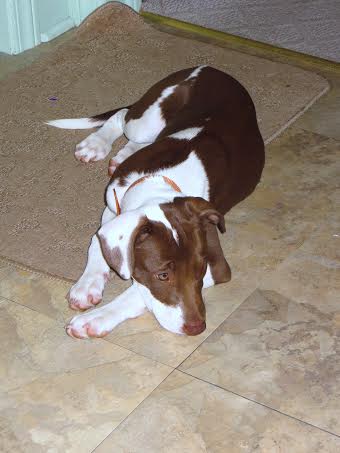 A brown and white dog laying on a tile floor.