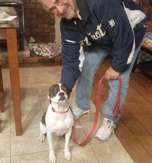 A man standing next to a boston terrier on a leash.