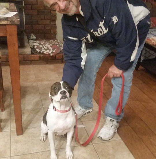 A man standing next to a boston terrier on a leash.