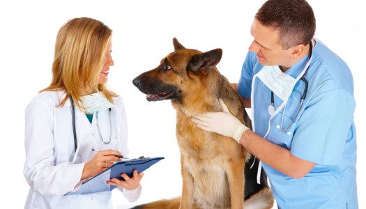 2016 Rabies Vaccine & Licensing Events