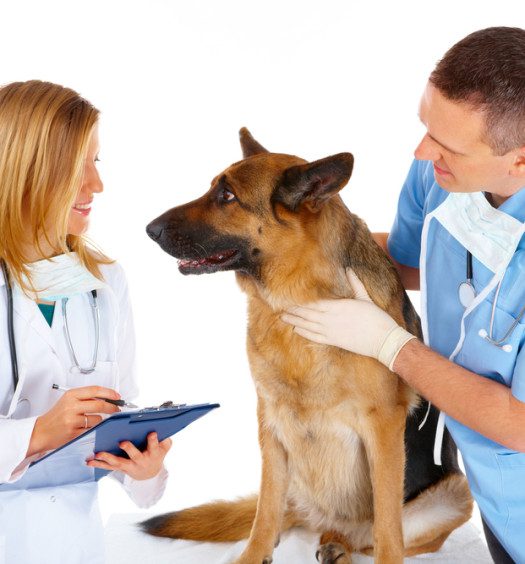 Two doctors holding and analyzing a dog