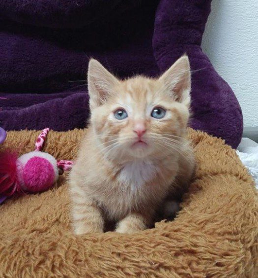 A small orange kitten sitting in a brown cat bed.