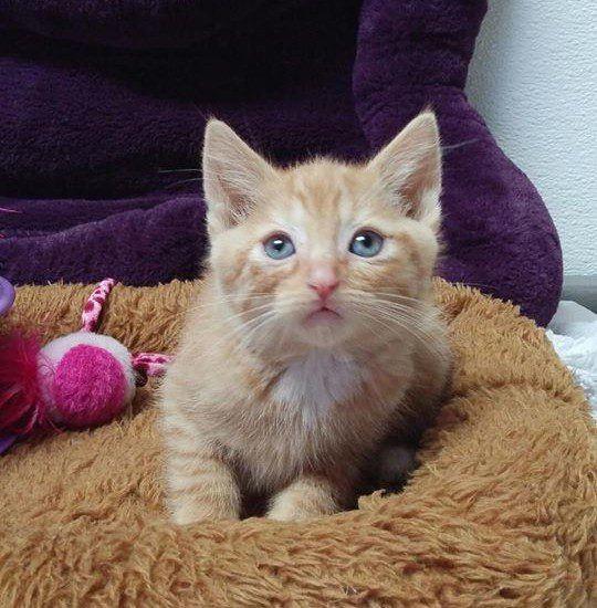 A small orange kitten sitting in a brown cat bed.