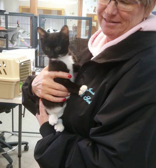 A woman holding a black and white kitten.
