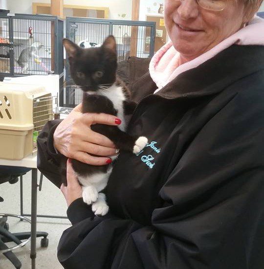 A woman holding a black and white kitten.