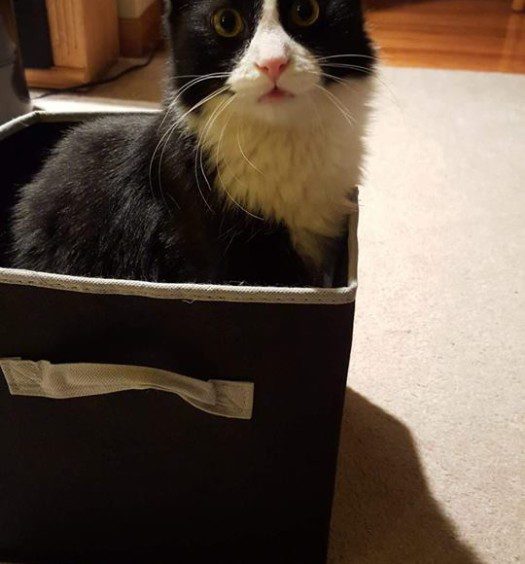 A black and white cat sitting in a black box.