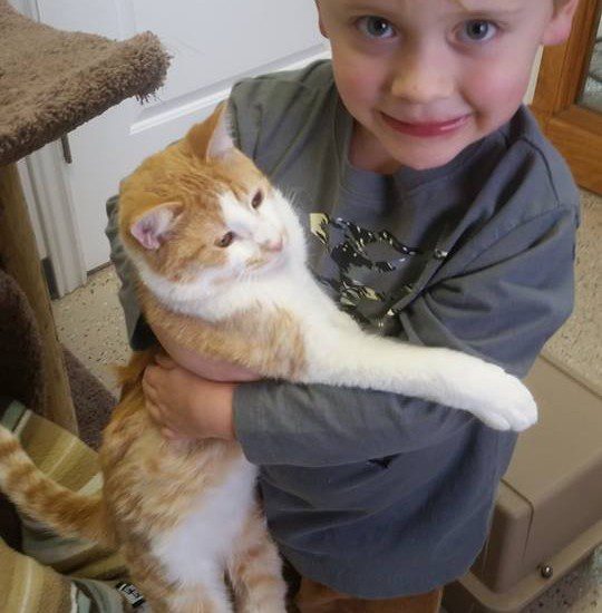 A young boy holding an orange and white cat.