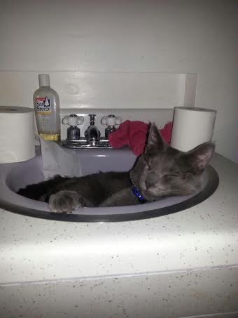 A gray cat sleeping in a bathroom sink.
