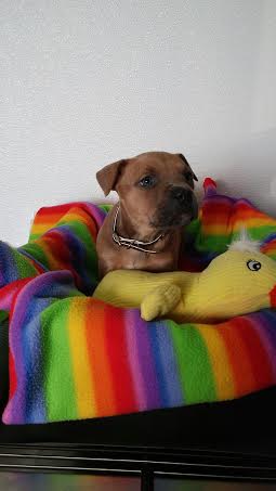 A small brown dog laying on a rainbow dog bed.