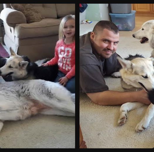Two photos of a family with dogs