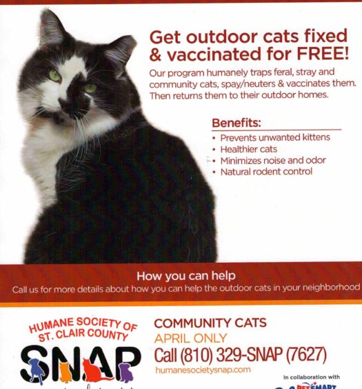A flyer for feeding stray cats.