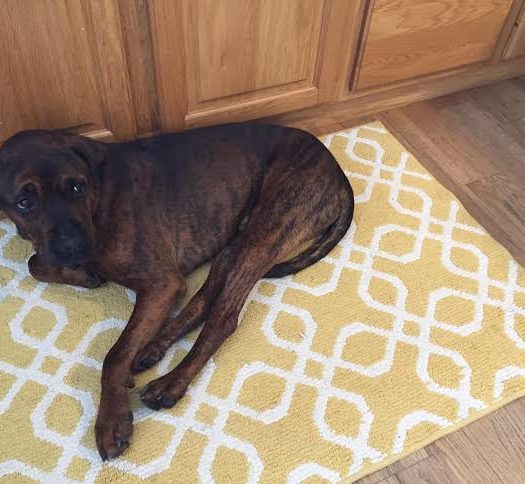 A brown dog laying on a yellow rug in a kitchen.