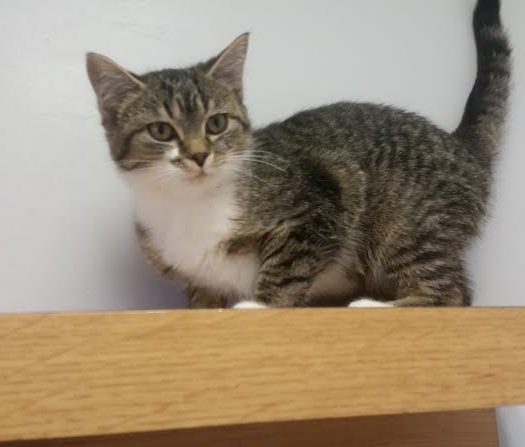 A tabby cat standing on top of a wooden shelf.
