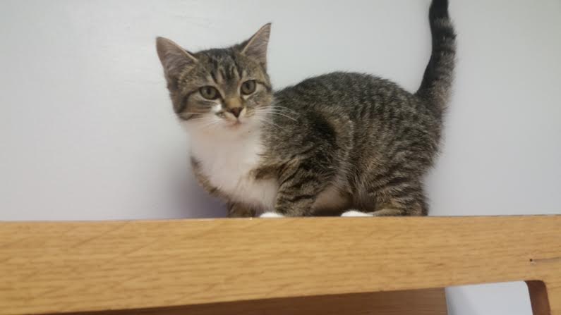 A tabby cat standing on top of a wooden shelf.