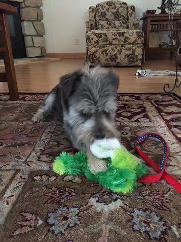 A grey and white dog playing with a green toy.