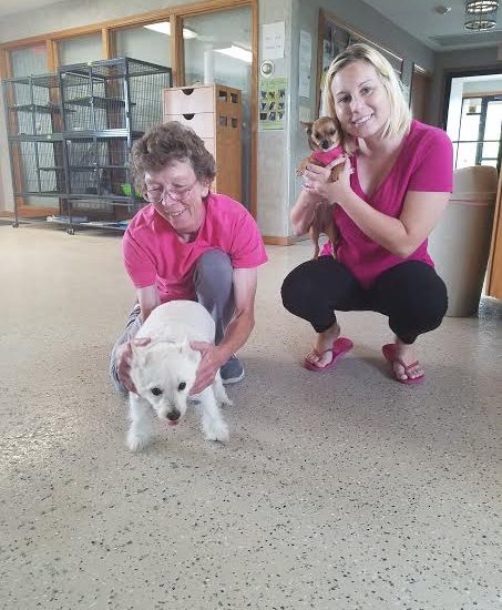 Two women in pink shirts kneeling next to a white dog.