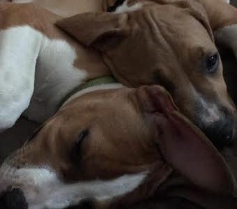 Pound Puppy Brothers Adopted Together!