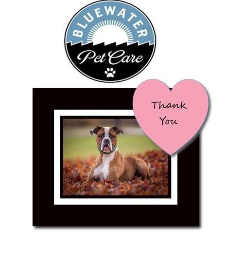 Bluewater pet care thank you card.