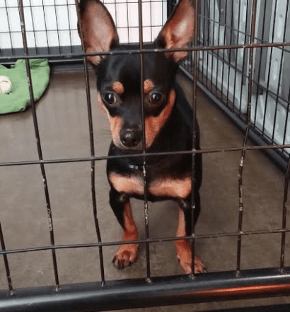 A black and tan chihuahua standing in a cage.