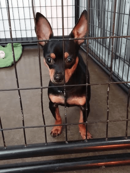 A black and tan chihuahua standing in a cage.