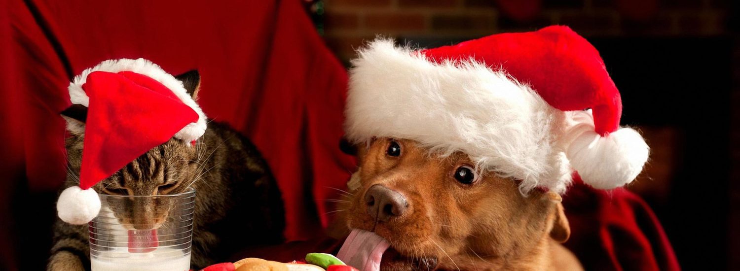 A dog and cat are eating cookies and milk in santa hats.