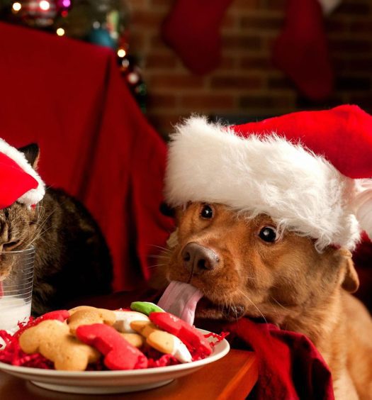 A dog and cat are eating cookies and milk in santa hats.