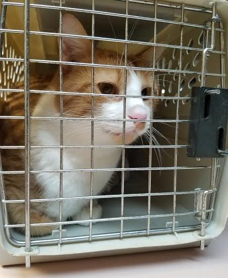 An orange and white cat sitting in a crate.