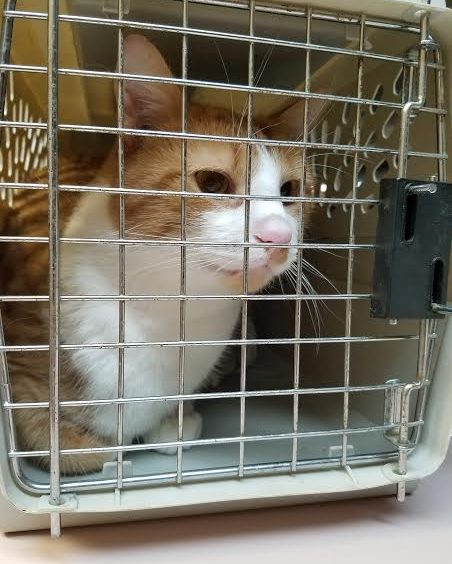 An orange and white cat sitting in a crate.
