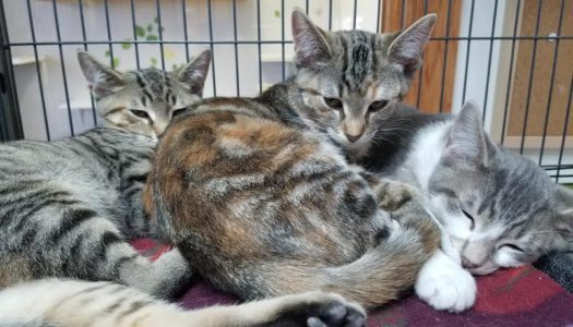 THREE Siblings Adopted Together!