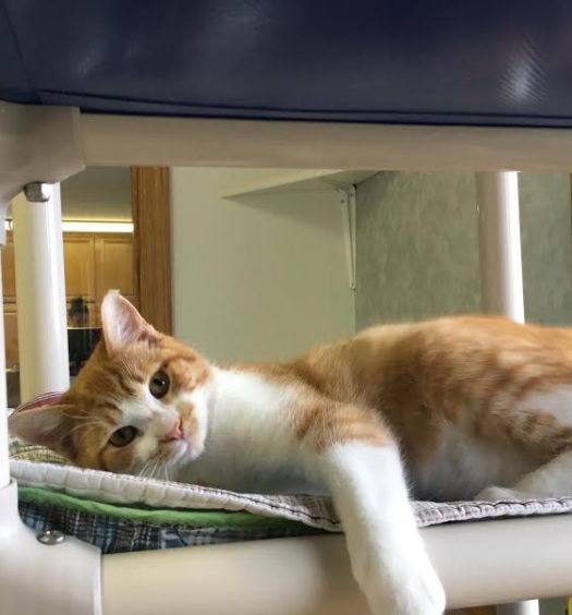 An orange and white cat laying on top of a cat tree.