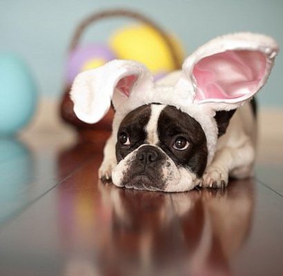 A dog wearing a bunny hat lying on the floor