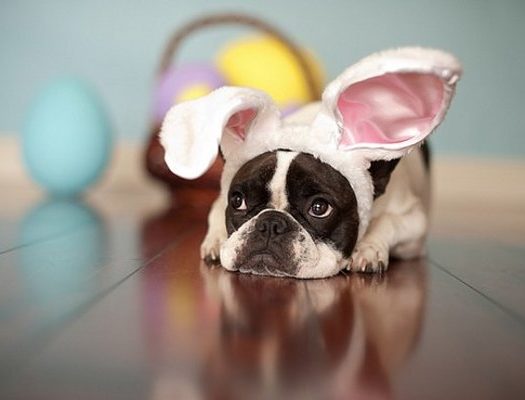 A dog wearing a bunny hat lying on the floor