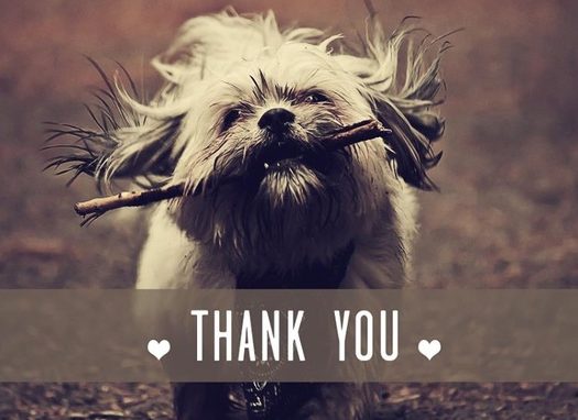 A thank you card with a dog