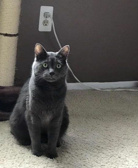 A gray cat sitting on a carpet in a room.