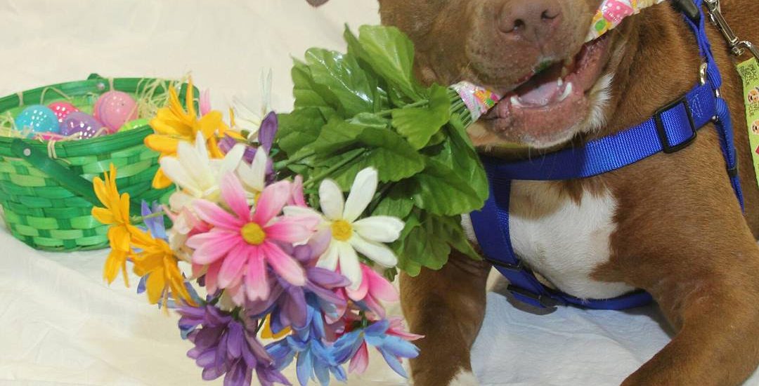 A dog holding flowers on his mouth