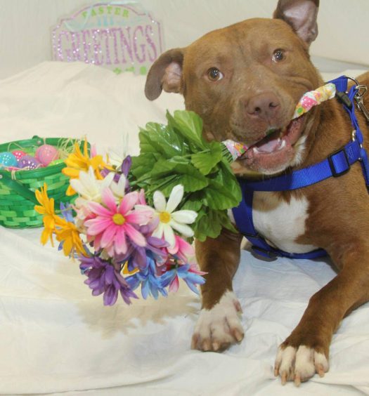 A dog holding flowers on his mouth
