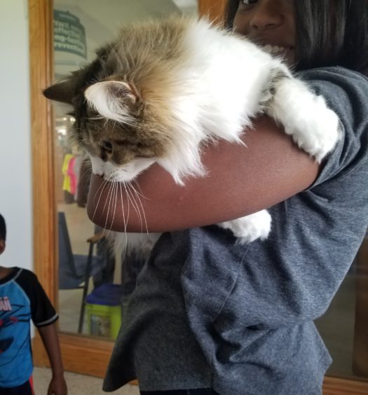 A girl is holding a large cat in her arms.