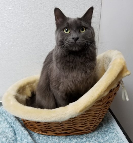 A gray cat sitting in a wicker basket.